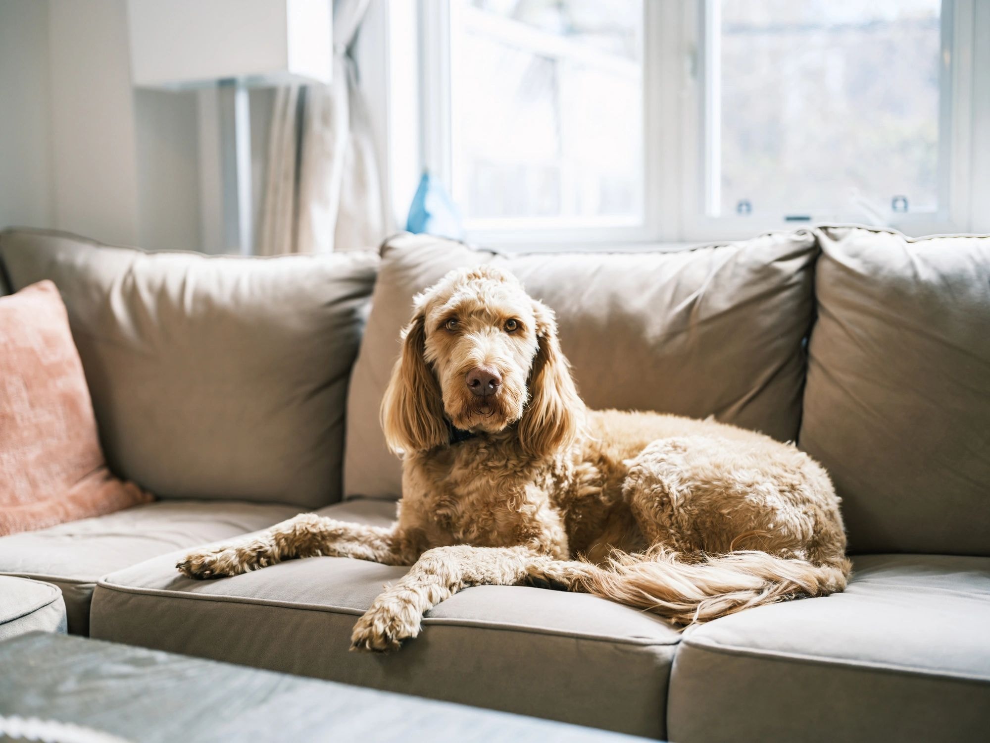 Goldendoodle relaxing comfortably on a living room couch